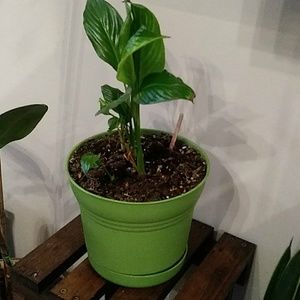 Meet your Posher, Ramytess